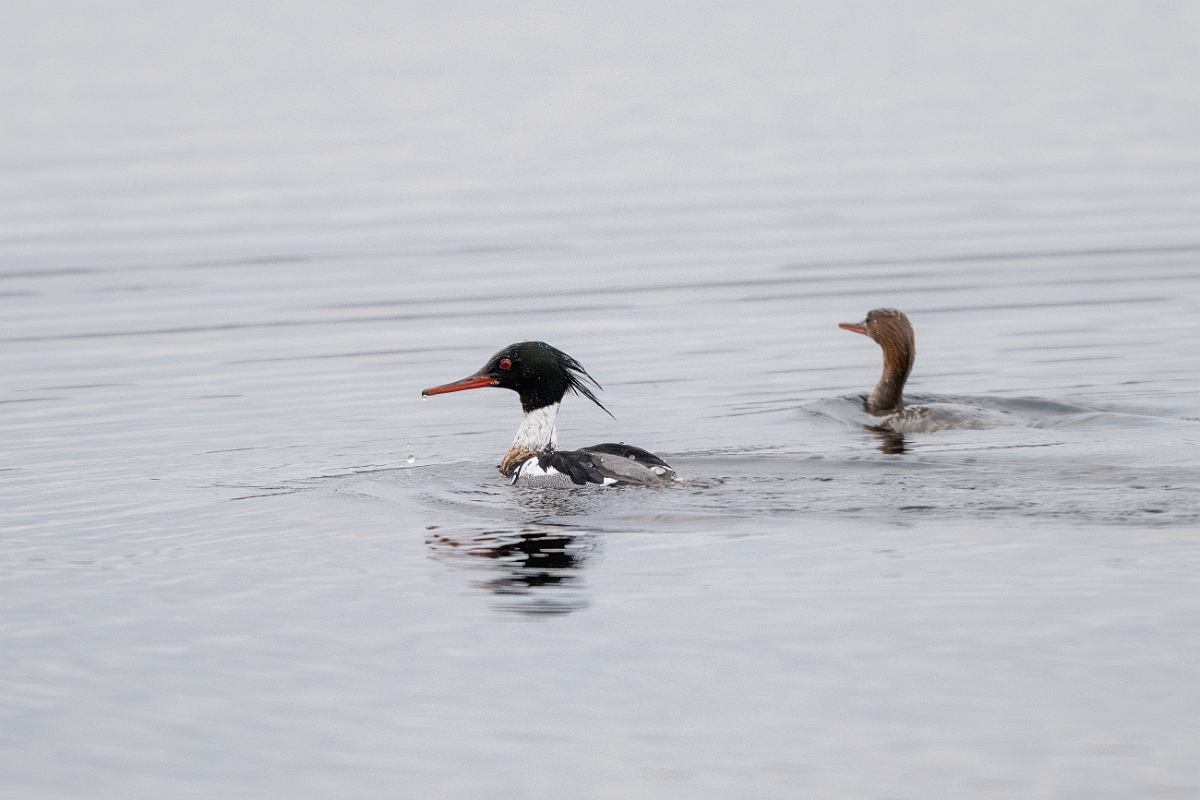 David Plant Photography - Wildlife Photography - Red-breasted merganser - H.jpg - Red-breasted merganser - Highland