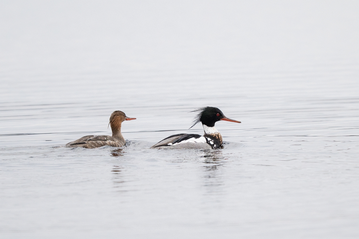 David Plant Photography - Wildlife Photography - Red-breasted merganser - I.jpg - Red-breasted merganser - Highland