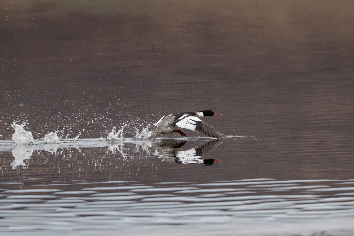 David Plant Photography - Wildlife Photography - Red-breasted merganser - K.jpg - Red-breasted merganser - Highland