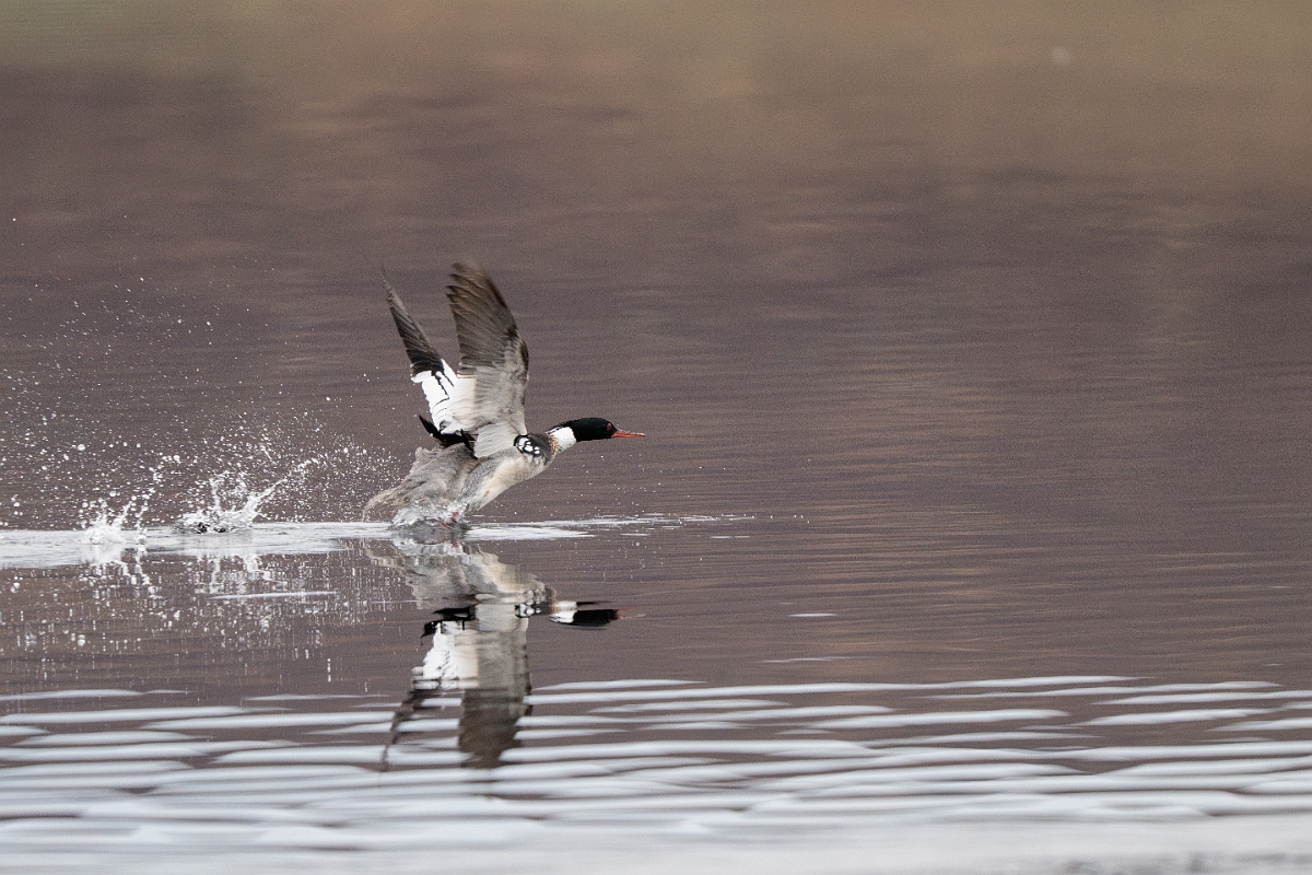 David Plant Photography - Wildlife Photography - Red-breasted merganser - L.jpg - Red-breasted merganser - Highland