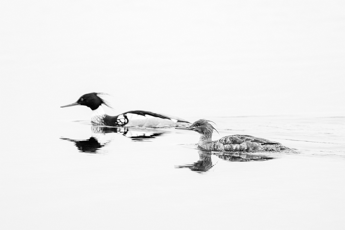 David Plant Photography - Wildlife Photography - Red-breasted merganser - M.jpg - Red-breasted merganser B&W - Highland