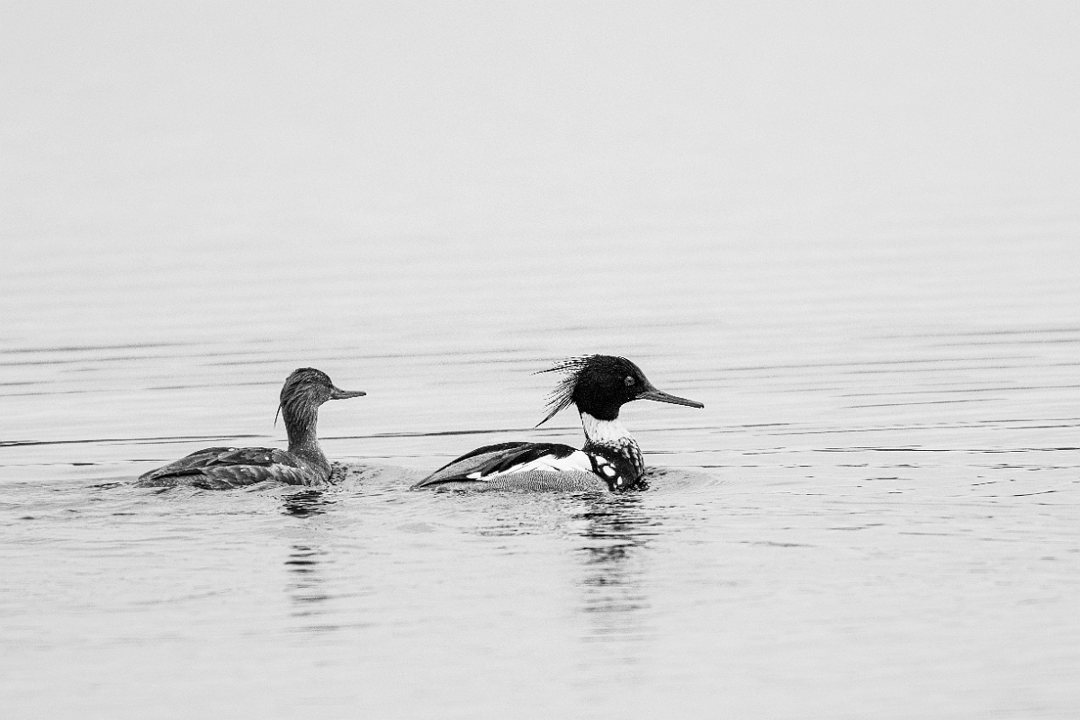David Plant Photography - Wildlife Photography - Red-breasted merganser - N.jpg - Red-breasted merganser B&W - Highland