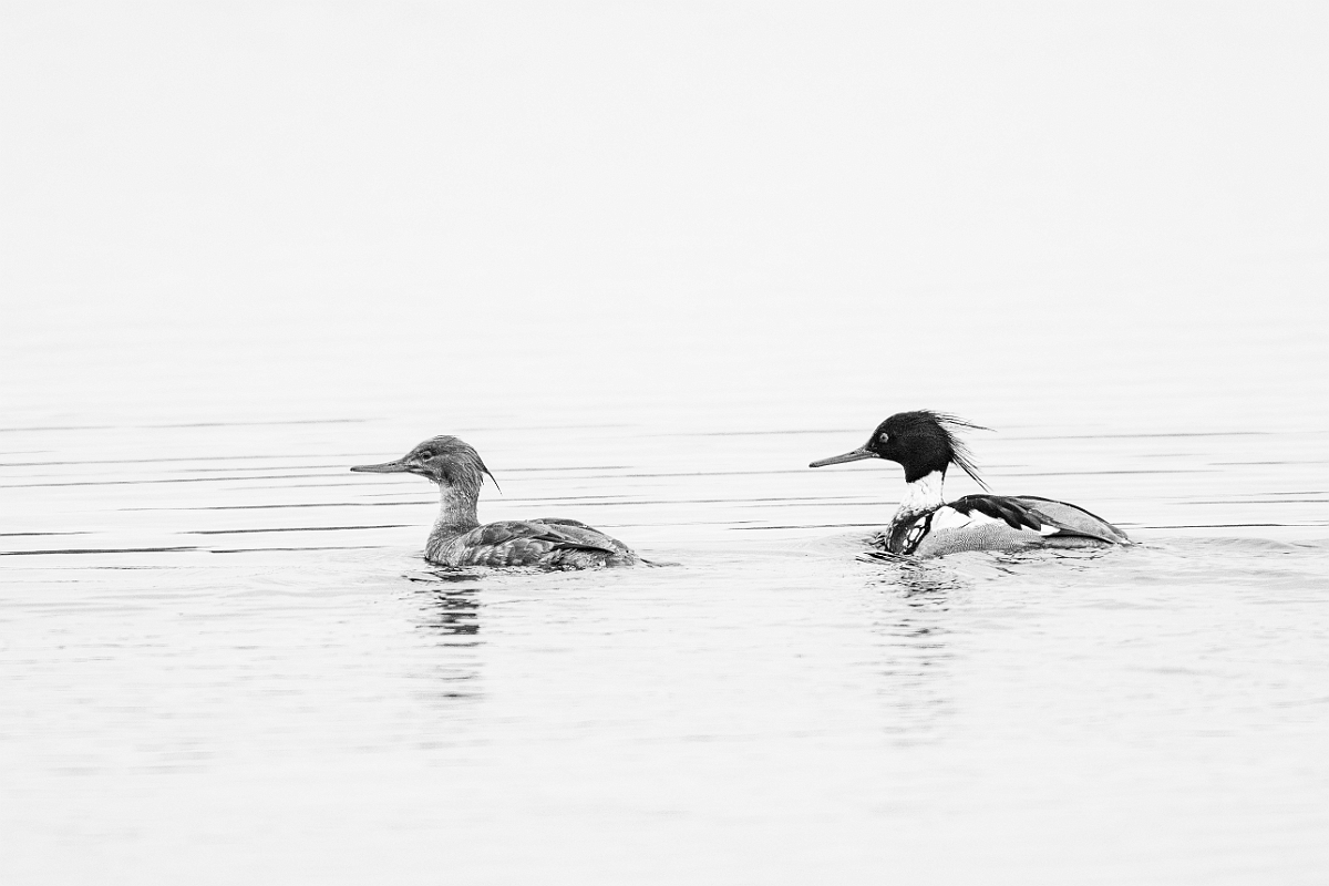 David Plant Photography - Wildlife Photography - Red-breasted merganser - O.jpg - Red-breasted merganser B&W - Highland