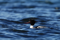 David Plant Photography - Wildlife Photography - Red-breasted merganser - B