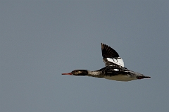 David Plant Photography - Wildlife Photography - Red-breasted merganser - D