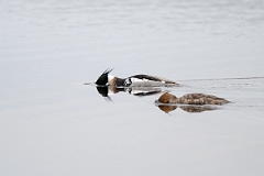David Plant Photography - Wildlife Photography - Red-breasted merganser - F