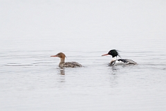 David Plant Photography - Wildlife Photography - Red-breasted merganser - J