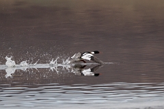 David Plant Photography - Wildlife Photography - Red-breasted merganser - K