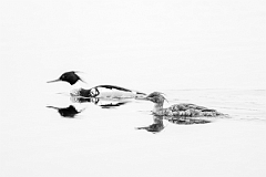 David Plant Photography - Wildlife Photography - Red-breasted merganser - M