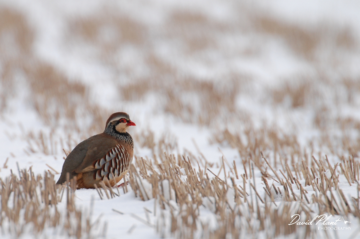 David Plant Photography - Wildlife Photographer - Red-legged partridge - A.jpg - Red-legged partridge in the snow - Gloucestershire