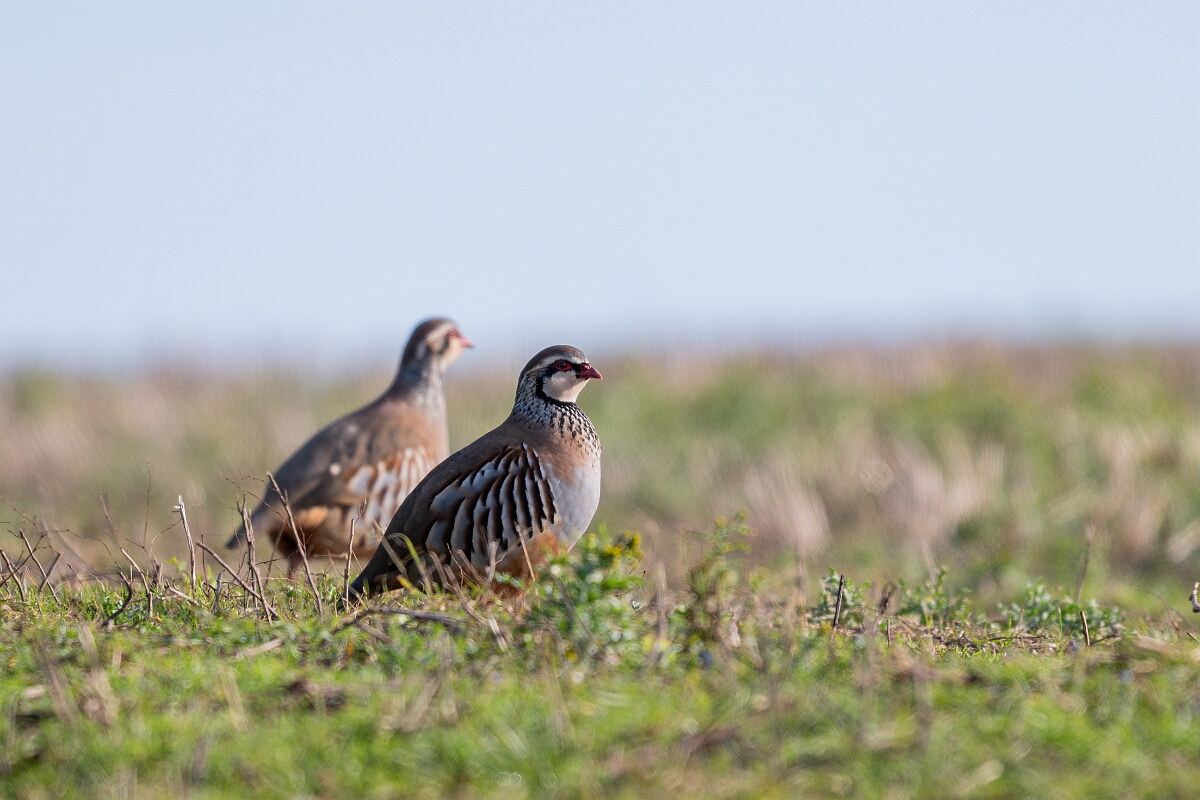 David Plant Photography - Wildlife Photography - Red-legged partridges - C.jpg - Red-legged partridge - Norfolk