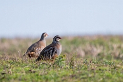 David Plant Photography - Wildlife Photography - Red-legged partridges - C