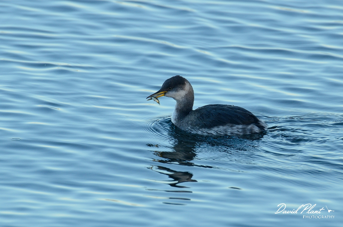 David Plant Photography - Wildlife Photography - Red-necked grebe - A.jpg - Red-necked grebe with stickleback - Oxfordshire