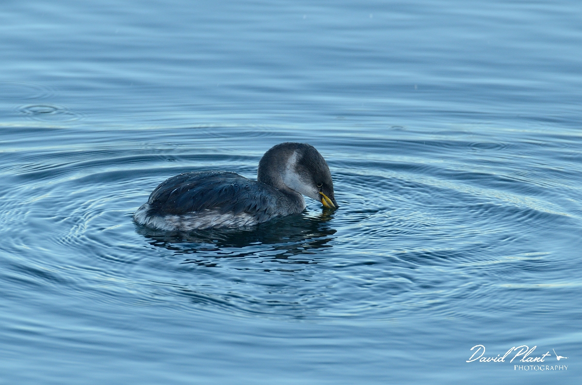David Plant Photography - Wildlife Photography - Red-necked grebe - B.jpg - Red-necked grebe looking into water - Oxfordshire