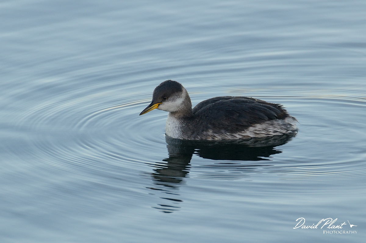 David Plant Photography - Wildlife Photography - Red-necked grebe - D.jpg - Red-necked grebe - Oxfordshire