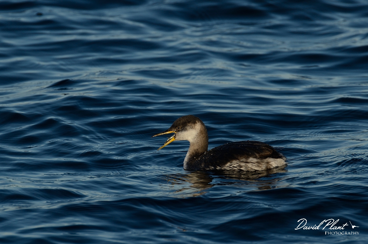 David Plant Photography - Wildlife Photography - Red-necked grebe - E.jpg - Red-necked grebe with bill open - Oxfordshire