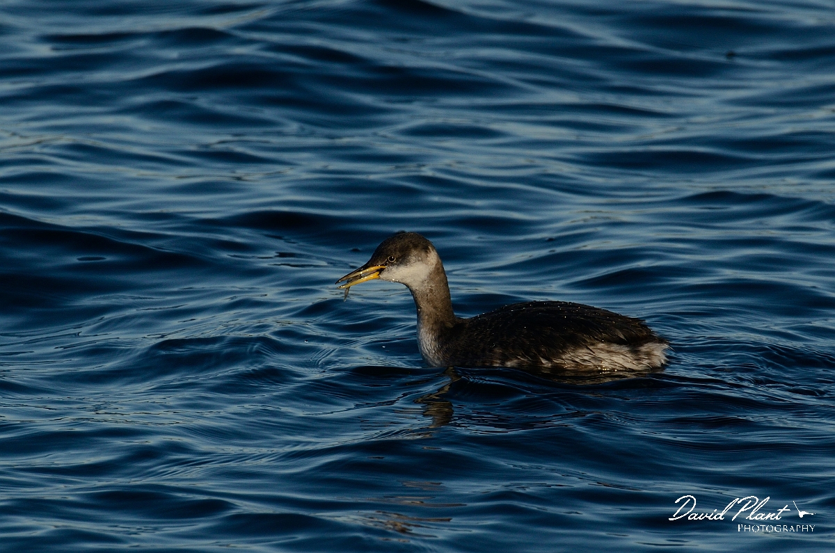 David Plant Photography - Wildlife Photography - Red-necked grebe - F.jpg - Red-necked grebe with fish - Oxfordshire