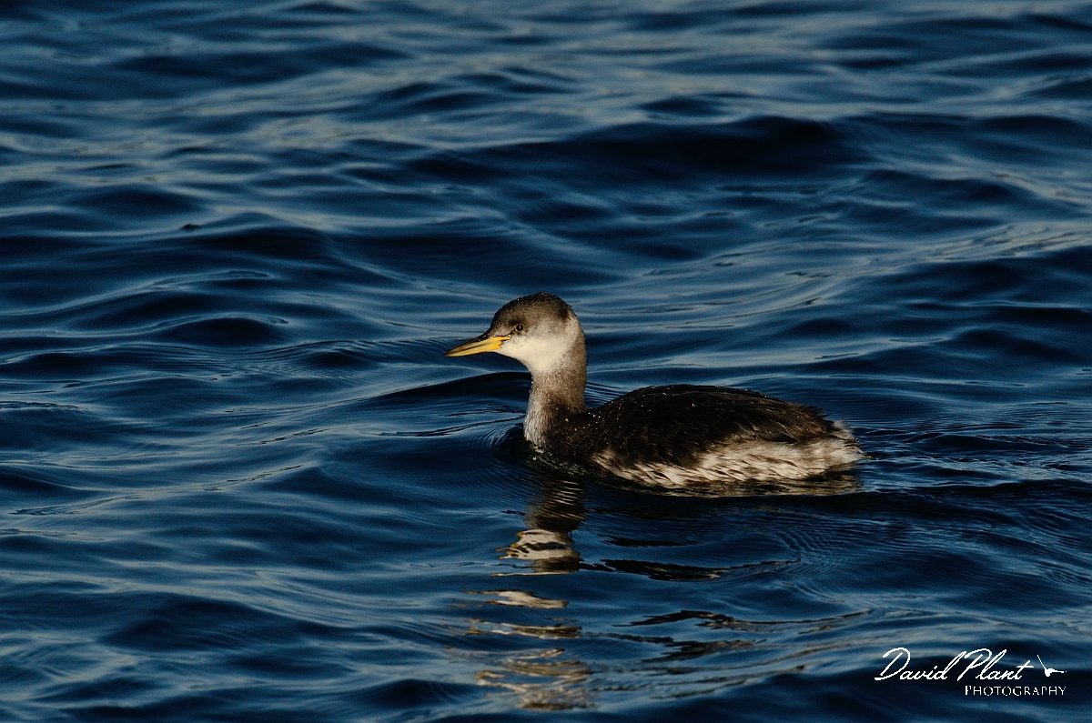 David Plant Photography - Wildlife Photography - Red-necked grebe - G.jpg - Red-necked grebe - Oxfordshire