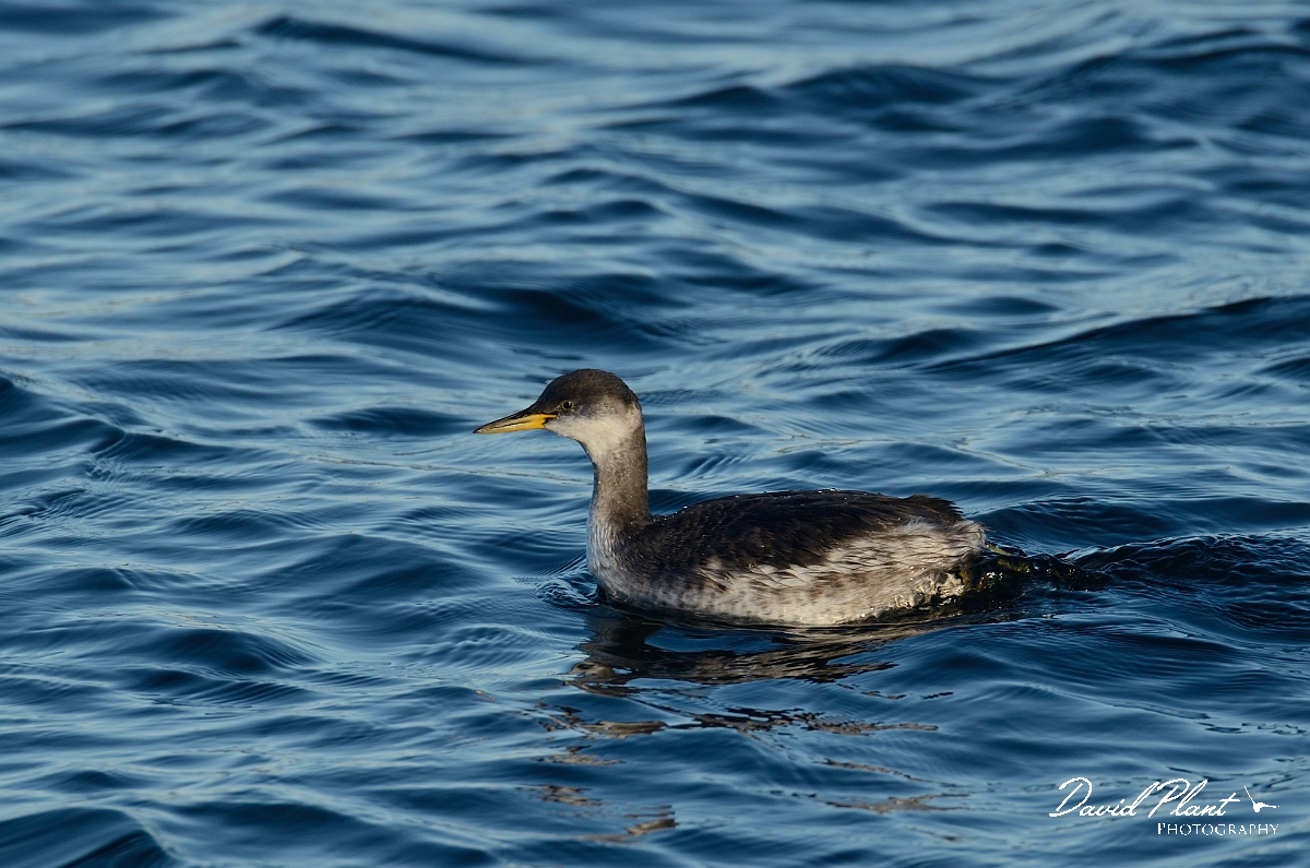 David Plant Photography - Wildlife Photography - Red-necked grebe - H.jpg - Red-necked grebe swimming - Oxfordshire