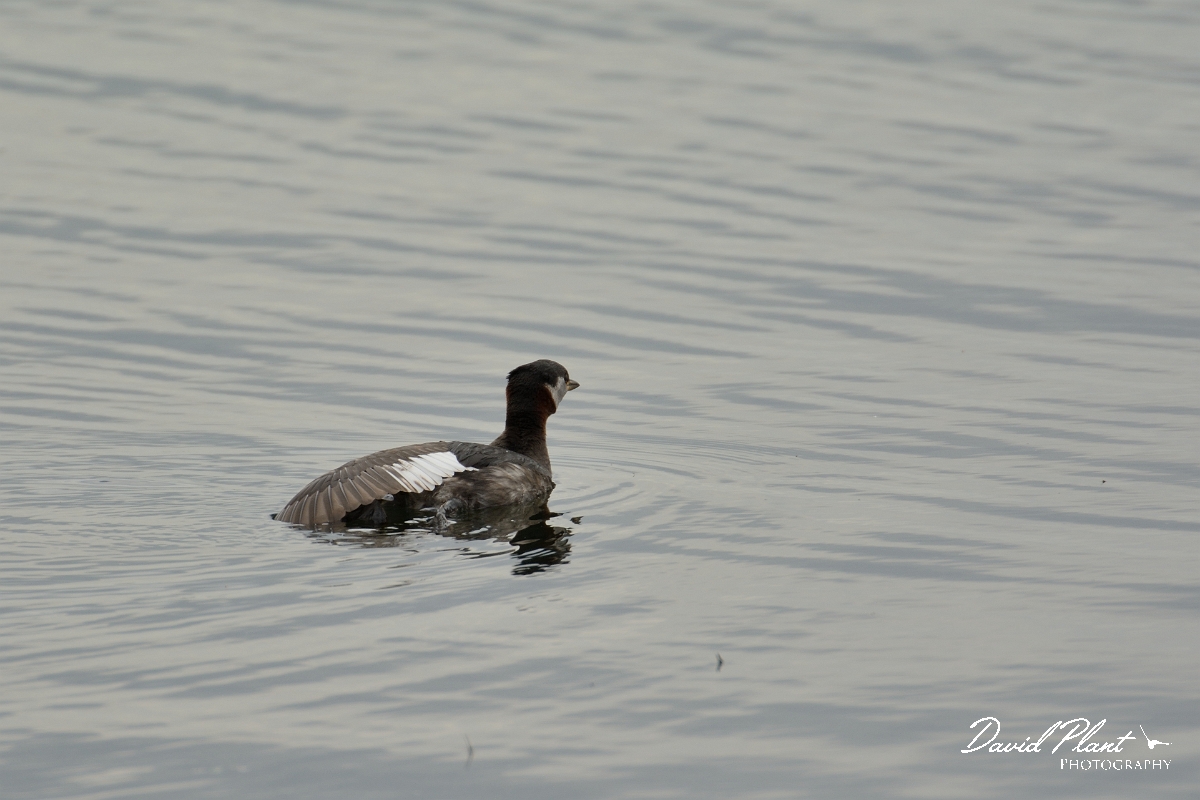 David Plant Photography - Wildlife Photography - Red-necked grebe - I.jpg - Red-necked grebe wing stretching - Rutland