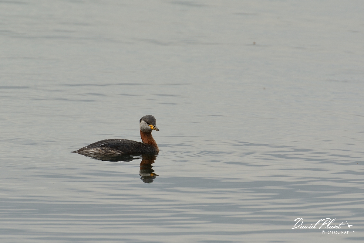 David Plant Photography - Wildlife Photography - Red-necked grebe - K.jpg - Red-necked grebe - Rutland
