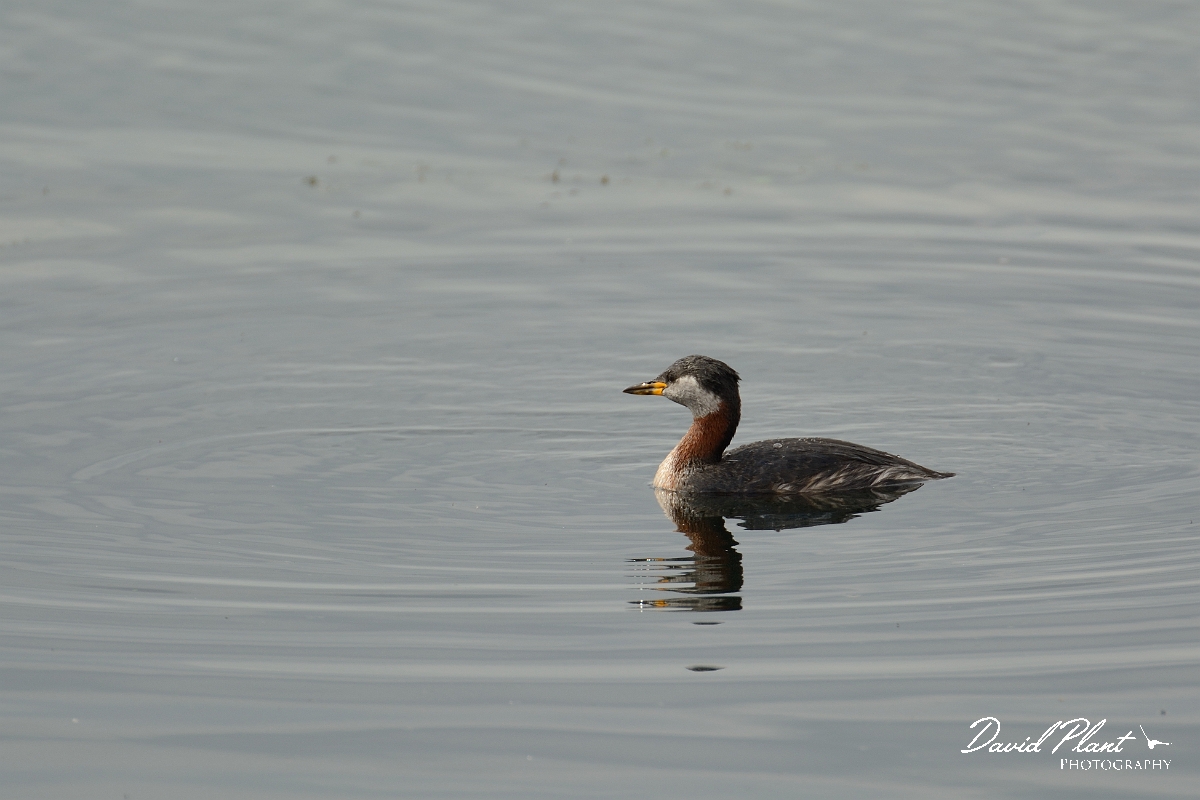 David Plant Photography - Wildlife Photography - Red-necked grebe - L.jpg - Red-necked grebe - Rutland