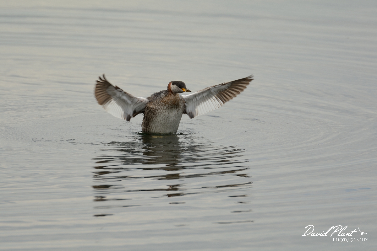 David Plant Photography - Wildlife Photography - Red-necked grebe - M.jpg - Red-necked grebe wing flapping - Rutland