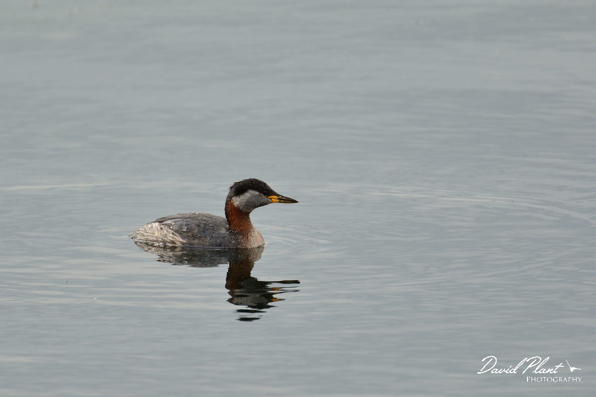 David Plant Photography - Wildlife Photography - Red-necked grebe - N.jpg - Red-necked grebe - Rutland