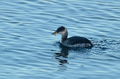 David Plant Photography - Wildlife Photography - Red-necked grebe - A