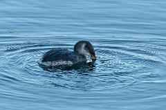 David Plant Photography - Wildlife Photography - Red-necked grebe - B