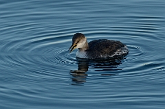 David Plant Photography - Wildlife Photography - Red-necked grebe - C