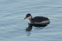 David Plant Photography - Wildlife Photography - Red-necked grebe - D
