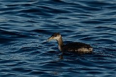 David Plant Photography - Wildlife Photography - Red-necked grebe - F