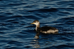 David Plant Photography - Wildlife Photography - Red-necked grebe - G