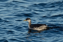 David Plant Photography - Wildlife Photography - Red-necked grebe - H