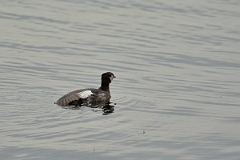 David Plant Photography - Wildlife Photography - Red-necked grebe - I