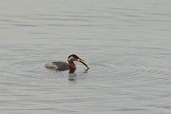David Plant Photography - Wildlife Photography - Red-necked grebe - J