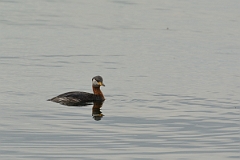 David Plant Photography - Wildlife Photography - Red-necked grebe - K