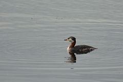 David Plant Photography - Wildlife Photography - Red-necked grebe - L