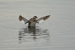 David Plant Photography - Wildlife Photography - Red-necked grebe - M