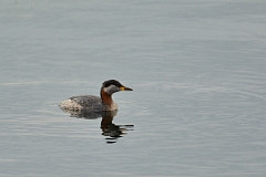 David Plant Photography - Wildlife Photography - Red-necked grebe - N