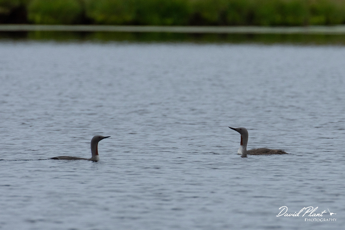 David Plant Photography - Wildlife Photography - Red-throated diver - A.JPG - Red-throated diver pair - Caithness