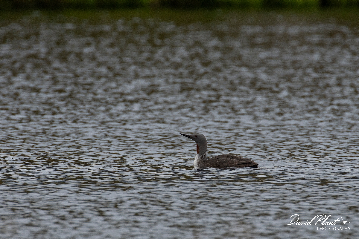David Plant Photography - Wildlife Photography - Red-throated diver - G.JPG - Red-throated diver - Caithness