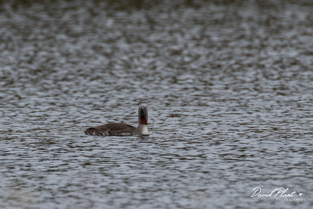 David Plant Photography - Wildlife Photography - Red-throated diver - H.JPG - Red-throated diver - Caithness