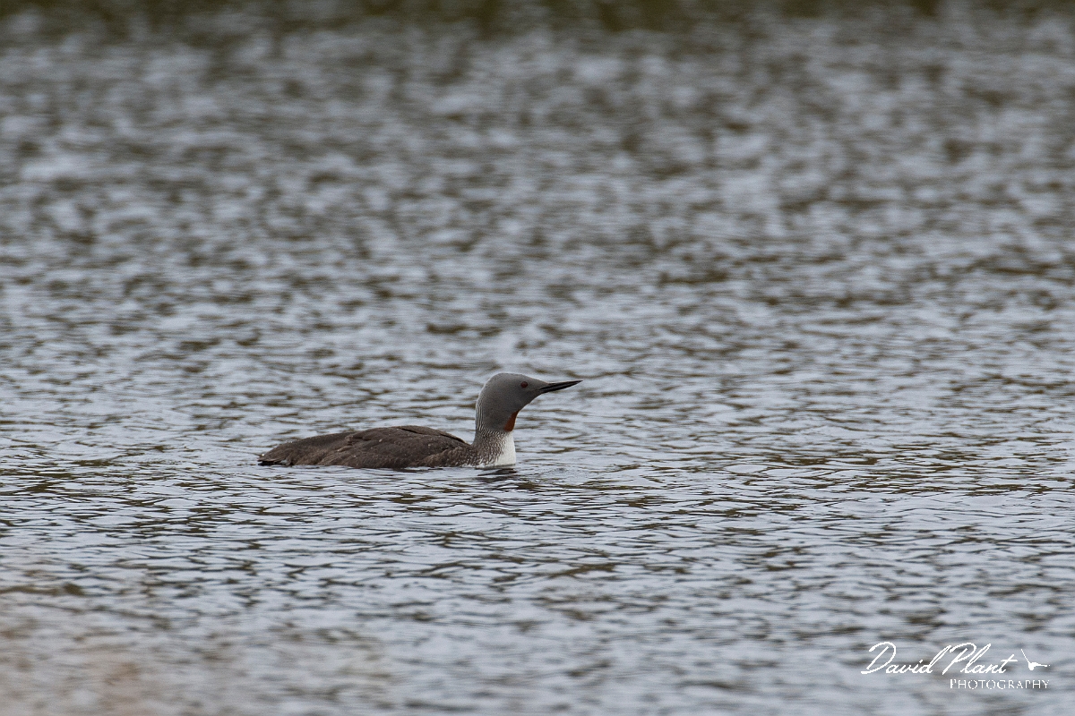 David Plant Photography - Wildlife Photography - Red-throated diver - I.JPG - Red-throated diver - Caithness