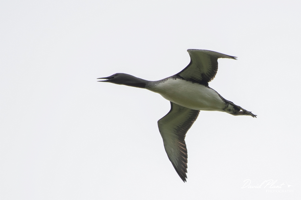 David Plant Photography - Wildlife Photography - Red-throated diver - J.JPG - Red-throated diver in flight - Highlands