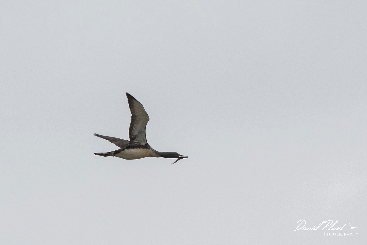 David Plant Photography - Wildlife Photography - Red-throated diver - K.JPG - Red-throated diver with food for chicks - Highlands