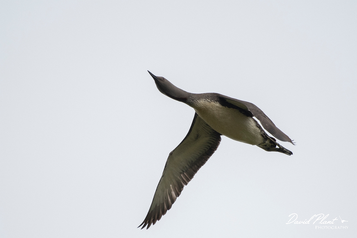 David Plant Photography - Wildlife Photography - Red-throated diver - L.JPG - Red-throated diver in flight - Highlands