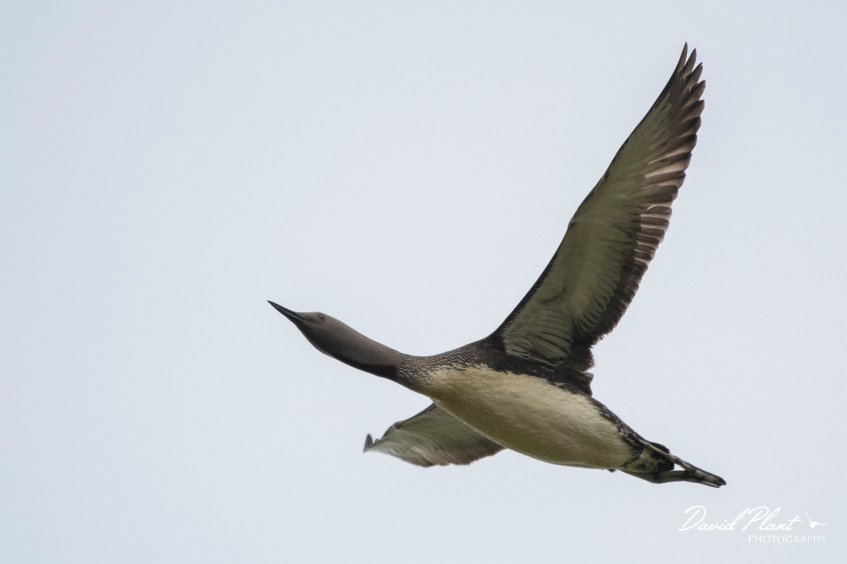 David Plant Photography - Wildlife Photography - Red-throated diver - M.JPG - Red-throated diver in flight - Highlands
