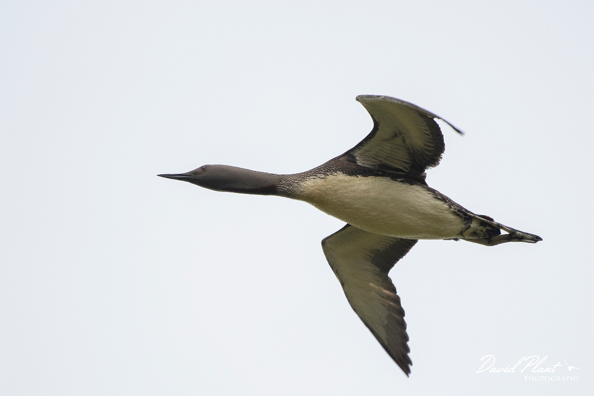 David Plant Photography - Wildlife Photography - Red-throated diver - N.JPG - Red-throated diver in flight - Highlands